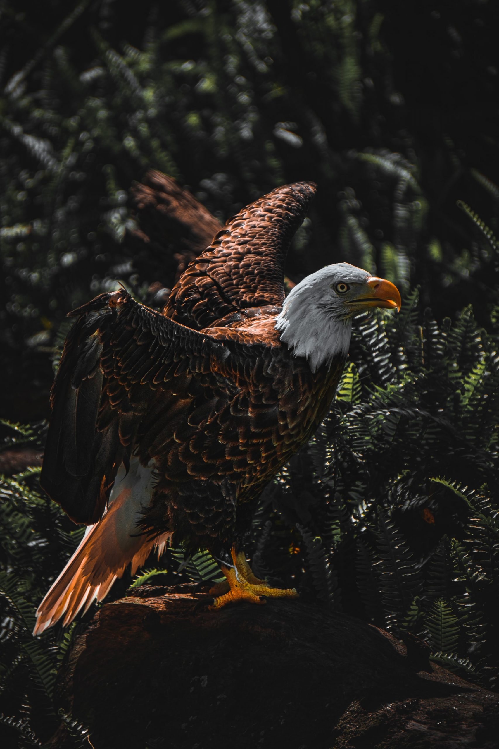 Changing Serpent to Eagle - Full Moon in Scorpio