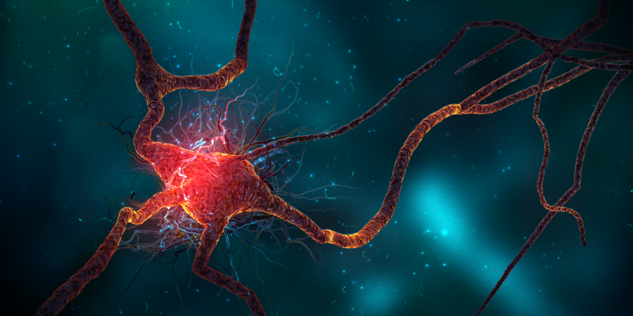 Neuro Health ~ Increase Your Brain Cells
