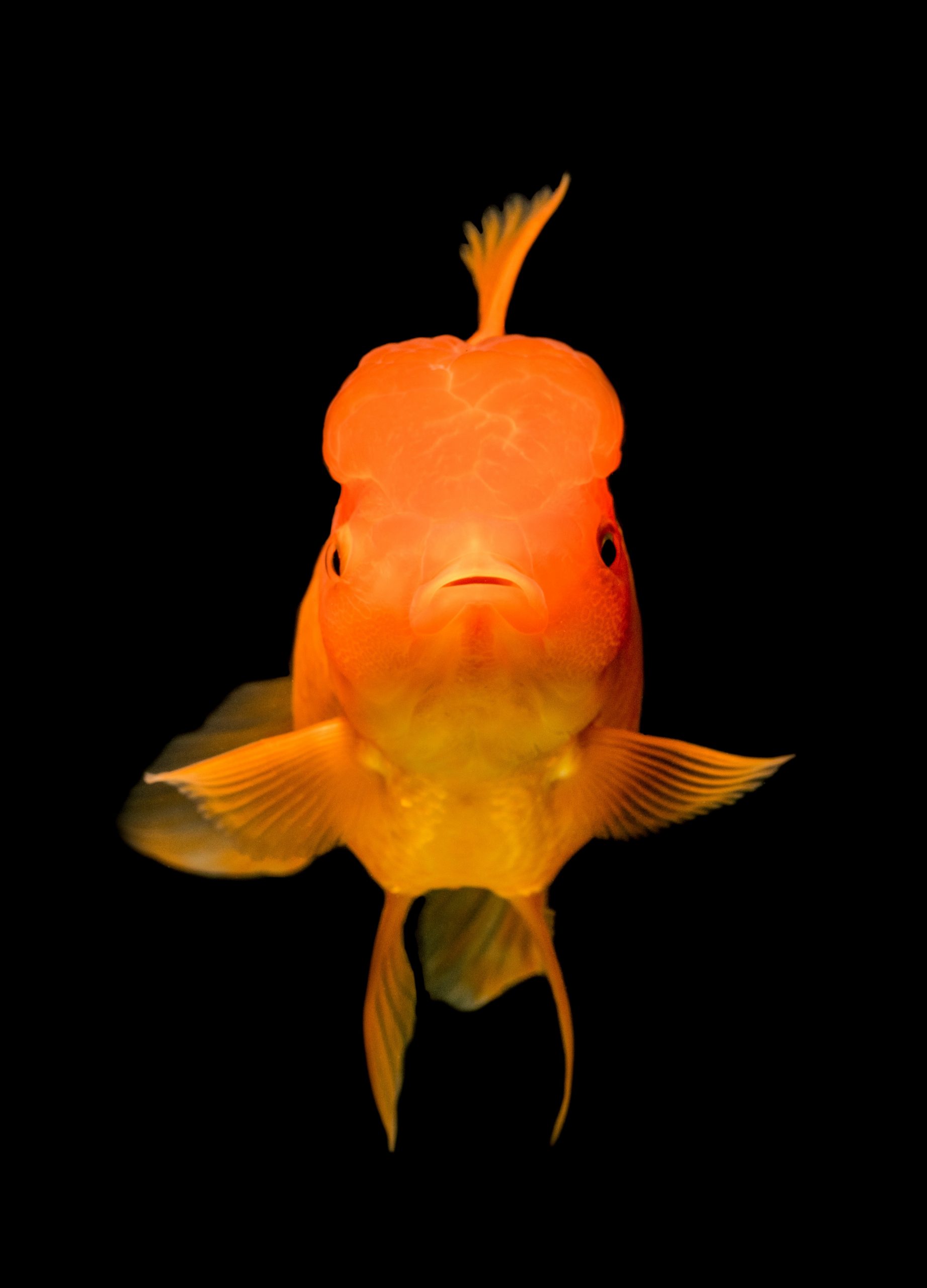SWIMMING IN CLEAR WATERS    STARDROPS FEBRUARY 14
