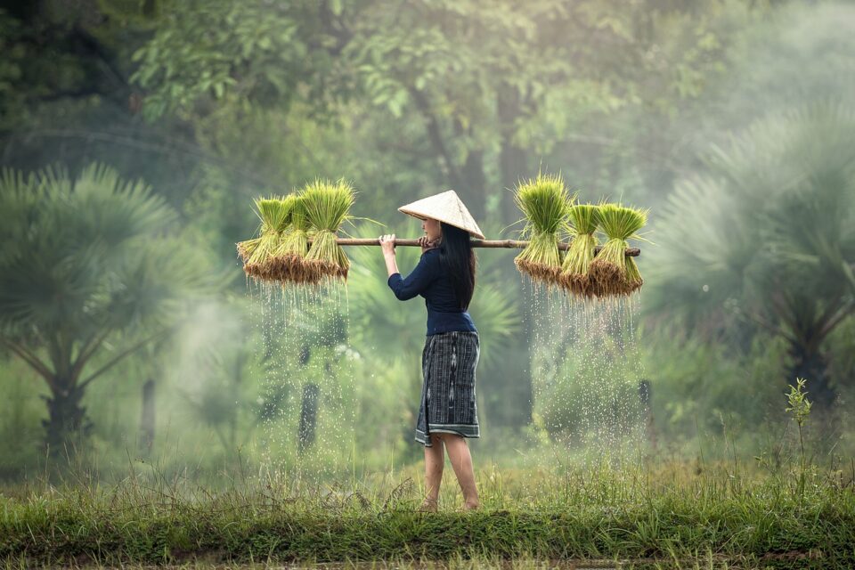 Harvesting rice